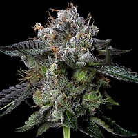 Four Prophets Feminised Seeds