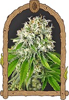 Exotic Runtz Feminised Seeds