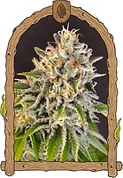 Exotic Biscotti Feminised Seeds
