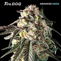 Fire DOG Feminised Seeds