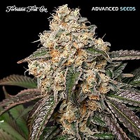 Forbidden Fruit Cake Feminised Seeds