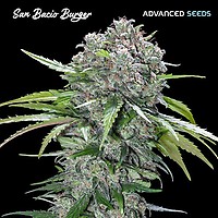 San Bacio Burger Feminised Seeds