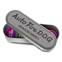Fire DOG Auto Feminised Seeds