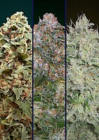 Collection #8 Feminised Seeds - 6