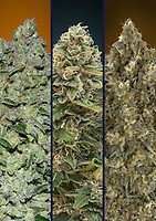 Collection #7 Auto Feminised Seeds - 6