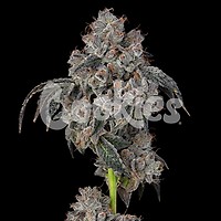 Blueberry Cherries Feminised Seeds