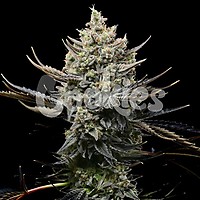 Corn Syrup Feminised Seeds