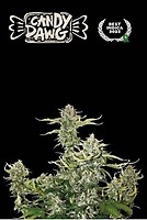 Candy Dawg Auto Feminised Seeds
