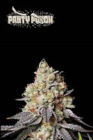 Panty Punch Auto Feminised Seeds