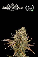 Santa Marta Haze Auto Feminised Seeds