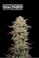 Sticky Fingers Auto Feminised Seeds