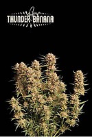 Thunder Banana Auto Feminised Seeds