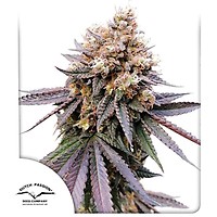 GMO FAST Feminised Seeds