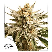 Lemon Z Feminised Seeds