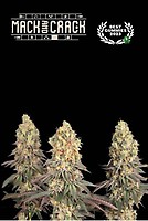 Mack & Crack Feminised Seeds