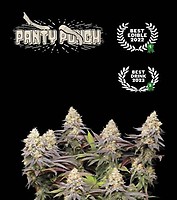 Panty Punch Feminised Seeds