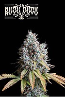 Rucu Cucu OG Feminised Seeds