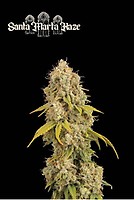 Santa Marta Haze Feminised Seeds