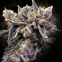 Bruised Bananas Feminised Seeds