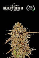 Thunder Banana Feminised Seeds