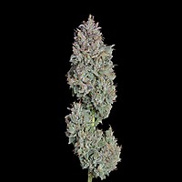 Easy Button Auto Feminised Seeds