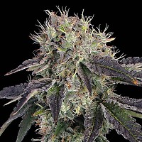 Baller's Game Feminised Seeds