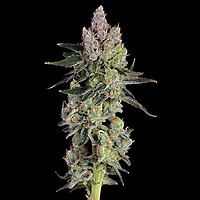 Equilibrium Feminised Seeds