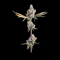 Overtime Feminised Seeds