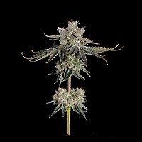 Sweet 16 Feminised Seeds