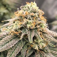 Pinkz Feminised Seeds
