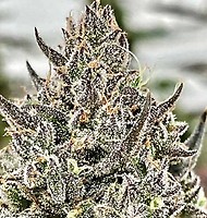 Cheetah the Hut Feminised Seeds