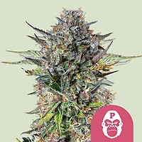Pink Gorilla Feminised Seeds