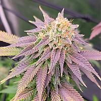 Ghost OG FAST Feminised Seeds - BULK