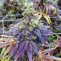 Purple Urkle FAST Feminised Seeds - BULK