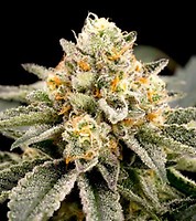 Zombie Kush FAST Feminised Seeds - BULK