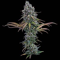 Space Queen Feminised Seeds