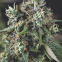 Do Si Dos Auto Feminised Seeds
