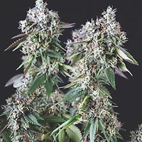 Mendocino Purple Kush Feminised Seeds