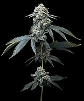 Jealousy Feminised Seeds