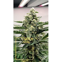 Green Papaya Feminised Seeds