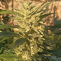 Creeper Gouge Regular Seeds