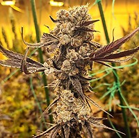 Dip N' Stax RBX1 Feminised Seeds