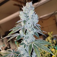 Voila Auto RBX5 Feminised Seeds