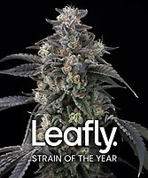 Super Boof Feminised Seeds