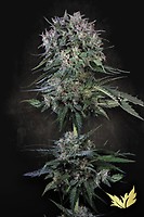 Doppler Feminised Seeds