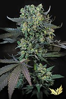 Momo Feminised Seeds