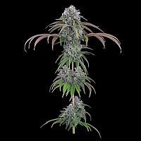 Ocifer Feminised Seeds