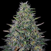 Cherry Pavlova Feminised Seeds