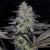 Magnetic Marker Feminised Seeds