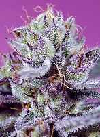 Diablo's Delight XL Auto Feminised Seeds